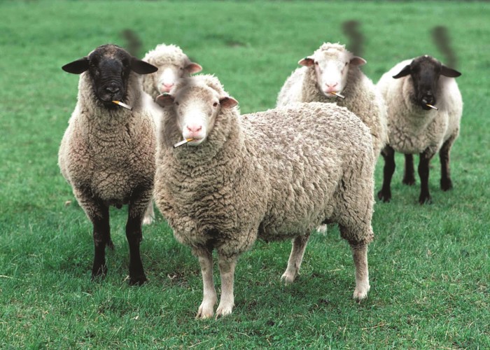 pack of sheep smoking cigarettes